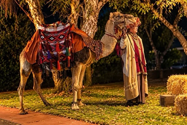 A costumed shepherd with a camel at the live Christmas nativity on the church lawn